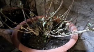 Крупнолистные гортензии проснулись...конец декабря. Что делать ?