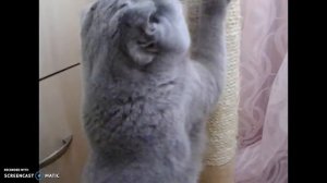 Кошка точит когти