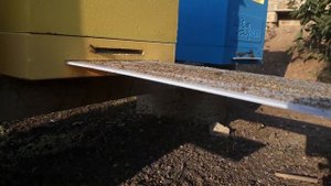 Сколько осыпалось клеща после обработки пчел сублиматором