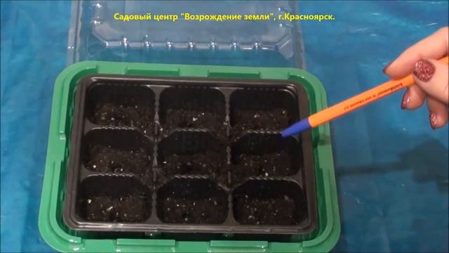 Посев мелкоцветковой петунии Минибелло F1.