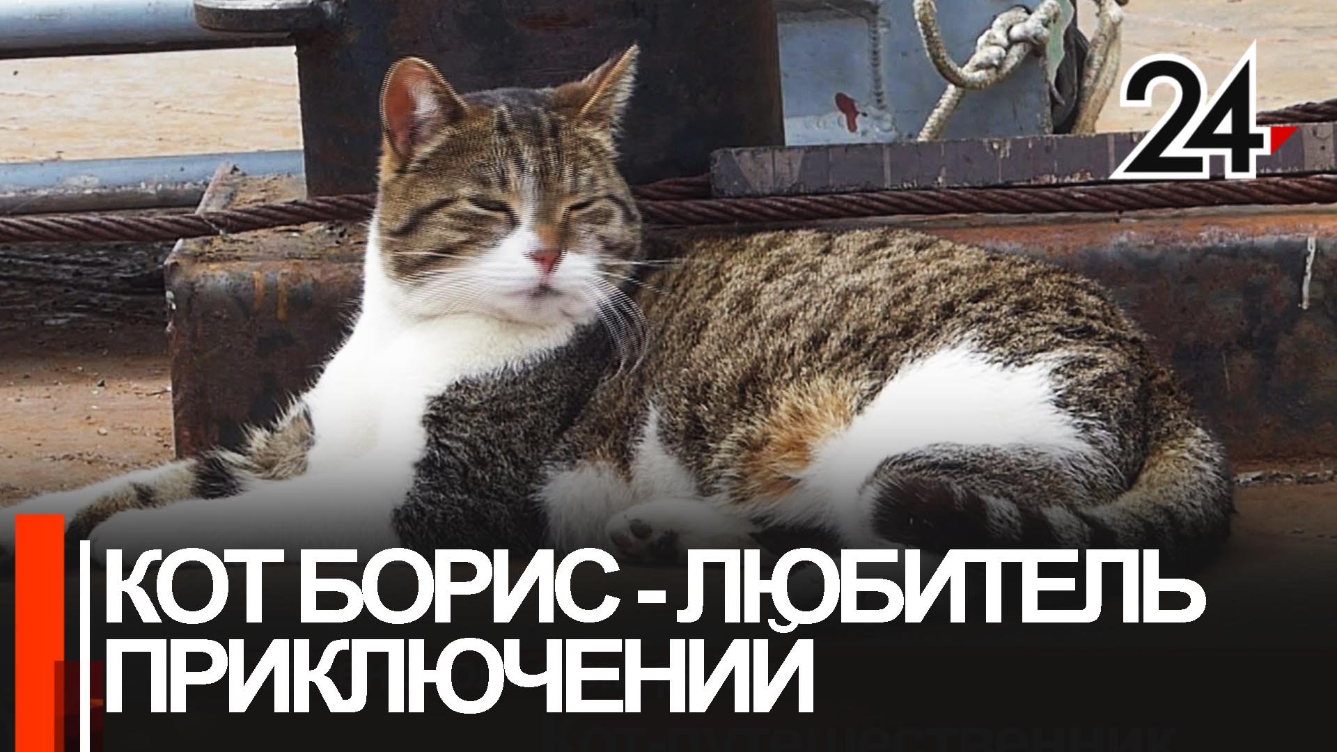 Кот, который гуляет сам по себе и путешествует на теплоходах, живет в Свияжске