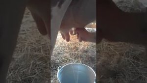 Как  правильно доить корову