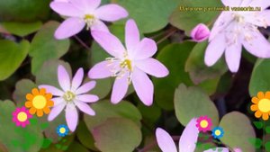 Анемонелла василистниковая Розея. Краткий обзор, описание anemonella thalictroides Rosea