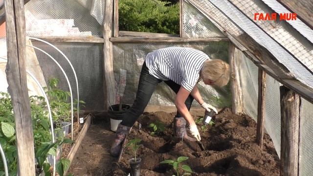 Как высадить перцы в теплицу смотреть онлайн