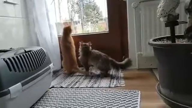 Трехлапки Рыся и ее друг смотреть онлайн