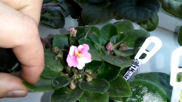 Как и чем удобрять фиалку на фитиле? Левый или Правый подоконник, на чьей ты стороне? смотреть онлайн