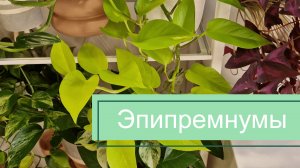 Эпипремнумы: обзор