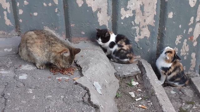 Friendly cat family | Cat Manya смотреть онлайн
