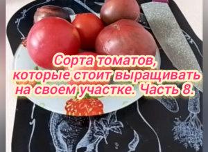Сорта томатов, которые стоит выращивать на своем участке. Часть 8.