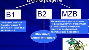 Антигены. Клетки. Антитела