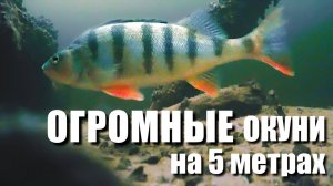 ОГРОМНЫЕ ОКУНИ КАК СУДАКИ НА 5 МЕТРАХ. ЗИМНЯЯ РЫБАЛКА в КОНЦЕ ЯНВАРЯ НА КАМСКОМ УСТЬЕ 2022