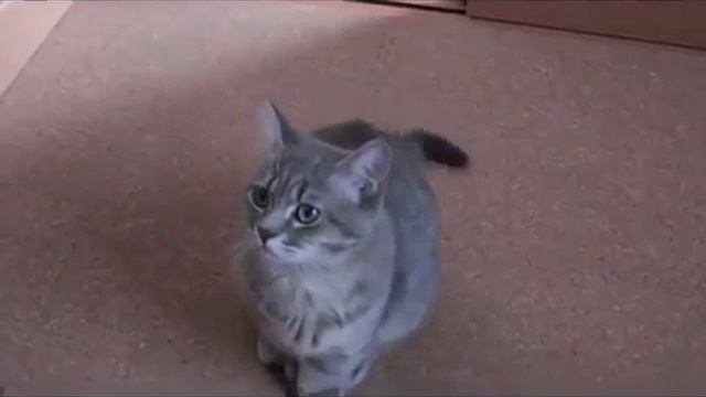 Кот просит еду )) смотреть онлайн