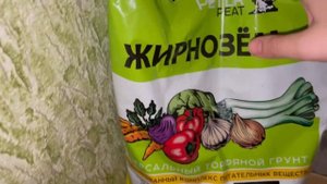 Пикировка карпатского колокольчика ?Оформляю кашпо?