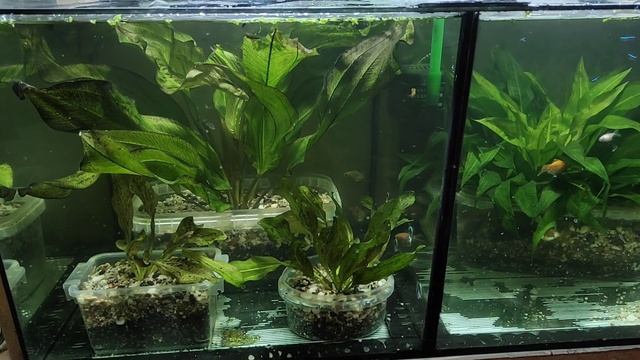 Первый подарок на аквариумной ферме. И много работы... смотреть онлайн