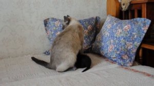 Сиамская кошка Alisa и ее котята-негритята /Мама Кошка и ее первый опыт воспитания котят... /