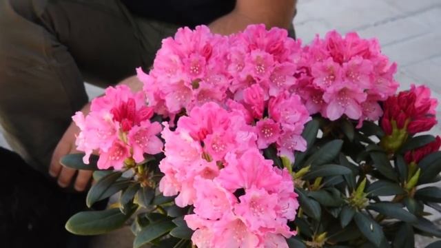 Rhododendron 'Kalinka' - Havasszépe смотреть онлайн
