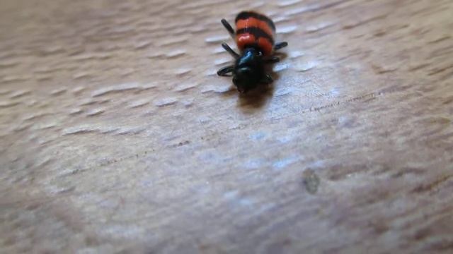 ЖУК МОГИЛЬЩИК (лат. Nicrophorus). Никита Нюняев (7 лет). Одесса июль 2018 смотреть онлайн