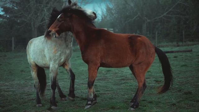 Красивая природа , лошади , музыка . смотреть онлайн