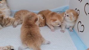 Teddy Kittens 2 weeks after birth | Lovely Ophelia and her babies 😍