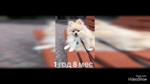 Как менялся немецкий шпиц  от 1 года 4 мес  до 2 лет   2 часть