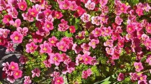 Альпинарий на садовом участке. Ландшафтный дизайн садового участка.