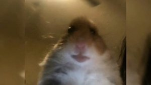 белые розы жёлтые тюльпаны (speed up)