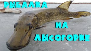 Рыбалка на Лысогорке. Щука на жерлицы. Первый лёд.