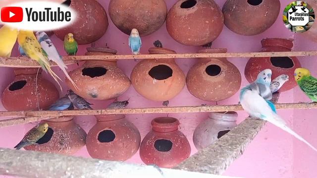 How to care of Budgies parrot || Australian parrot ki dekhbhal kaise karen.