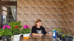 Пеларгония & Герань - королевский сорт - выращивание в домашних условиях