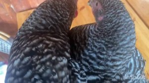 Доминант или Амрокс? Внешние отличия
