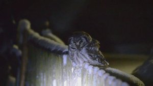 мохноногий сыч-2