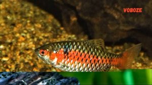 Барбус Алый Одесский в аквариуме. Содержание, разведение, совместимость, чем кормить.