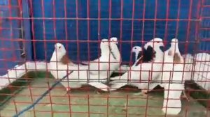 Пермские голуби,самки