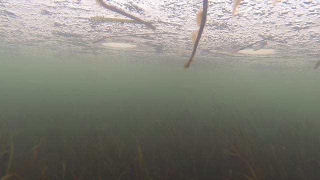 Зимняя рыбалка - ловля корюшки на махалки Владивосток, бухта Новик Полонка смотреть онлайн