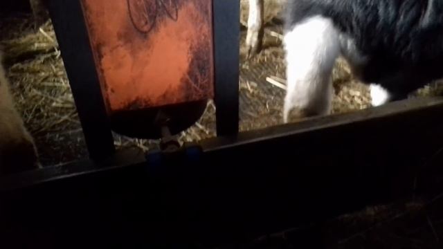 Сарай для бычков. смотреть онлайн