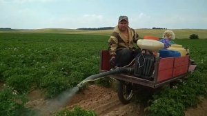 Обработка картофеля от фитофторы.