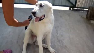 Щенок сао 6 месяцев