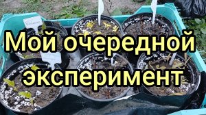 Осеннее черенкование декоративных кустарников.