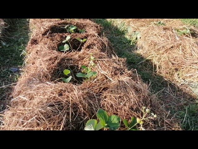 Большая Ошибка Огородников Полив Рассады Клубники Осенью // Клубника Без Химозы