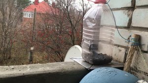 Как поймать птицу / How to catch a bird
