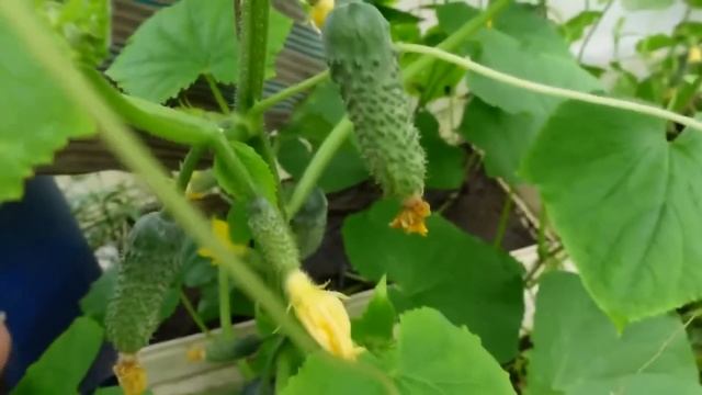 СРОЧНО дайте это Огурцам, Томатам, Перцу и они обильно заплодоносят и не будут болеть! смотреть онлайн