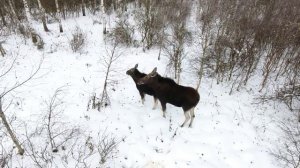 Съемка лосей с квадрокоптера