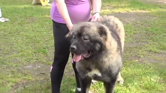 Русский Риск Ша Королева смотреть онлайн