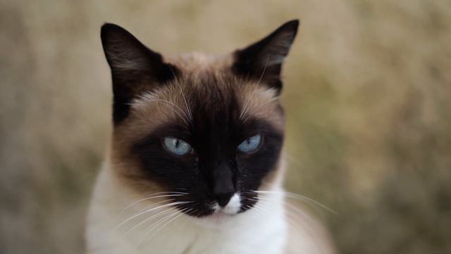Top 5 Biggest Cat Breeds in the World