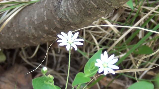 На заказ дикая черная смородина где разводить и в каких условиях смотреть онлайн