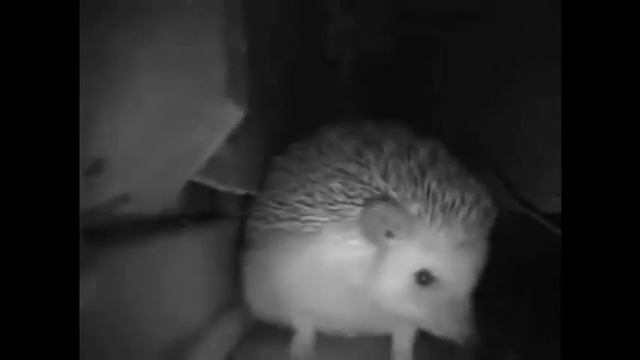 ёжик чихнул как атомный взрыв - мем про ежа смотреть онлайн