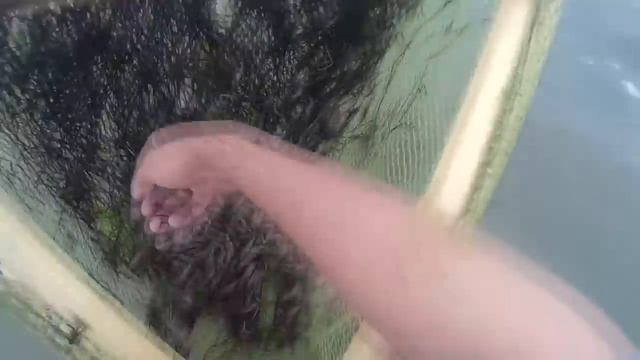 Ловим Креветку на Самодельную Ловушку! Креветки Просто Кишит!