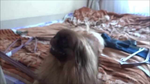Пекинес защищает вешалки