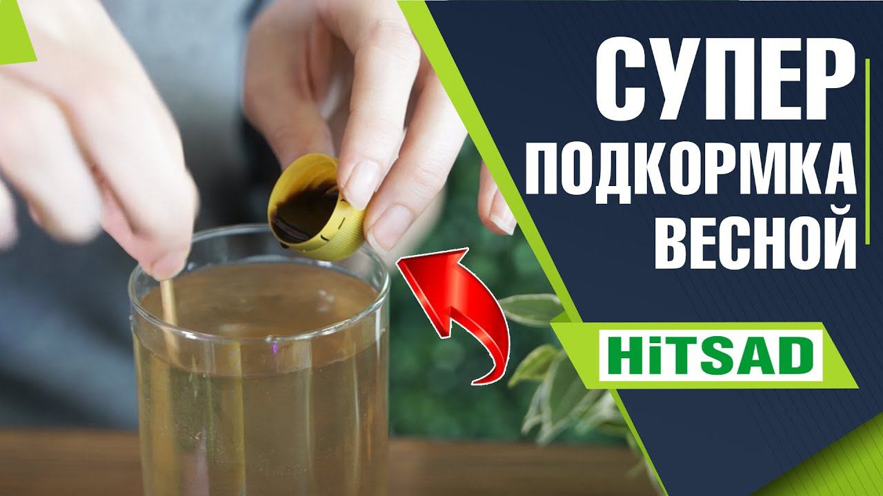 ВАЖНО! Правильная подкормка комнатных растений весной