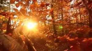 Сергей Воронков и гр.Кристина - Октябрьский вечер